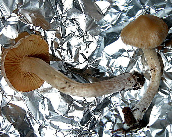 Inocybe 1 (cfr. Inocybe posterula)